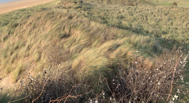 Chantier de restauration du cordon dunaire